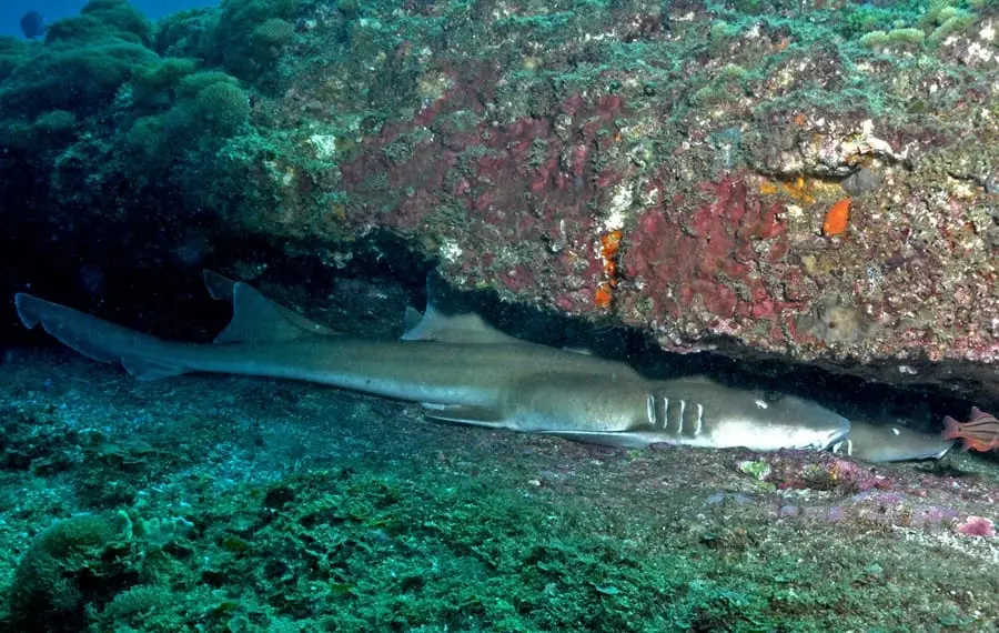A brownbanded bamboo shark tucked under a rocky overhang, its slender plain-brown body and rearward-set dorsal fins visible in the shadow.
