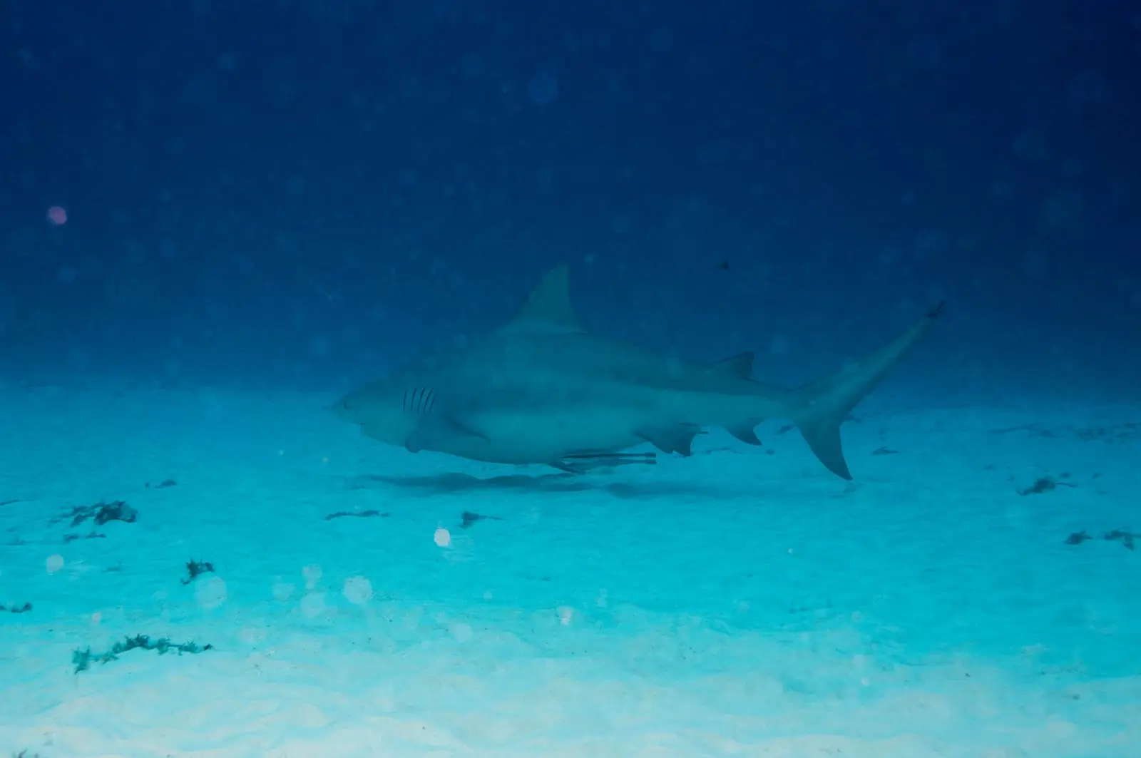 A bull shark cruising low over white sand, its thickset body and short, bluntly rounded snout clearly visible against the pale bottom.