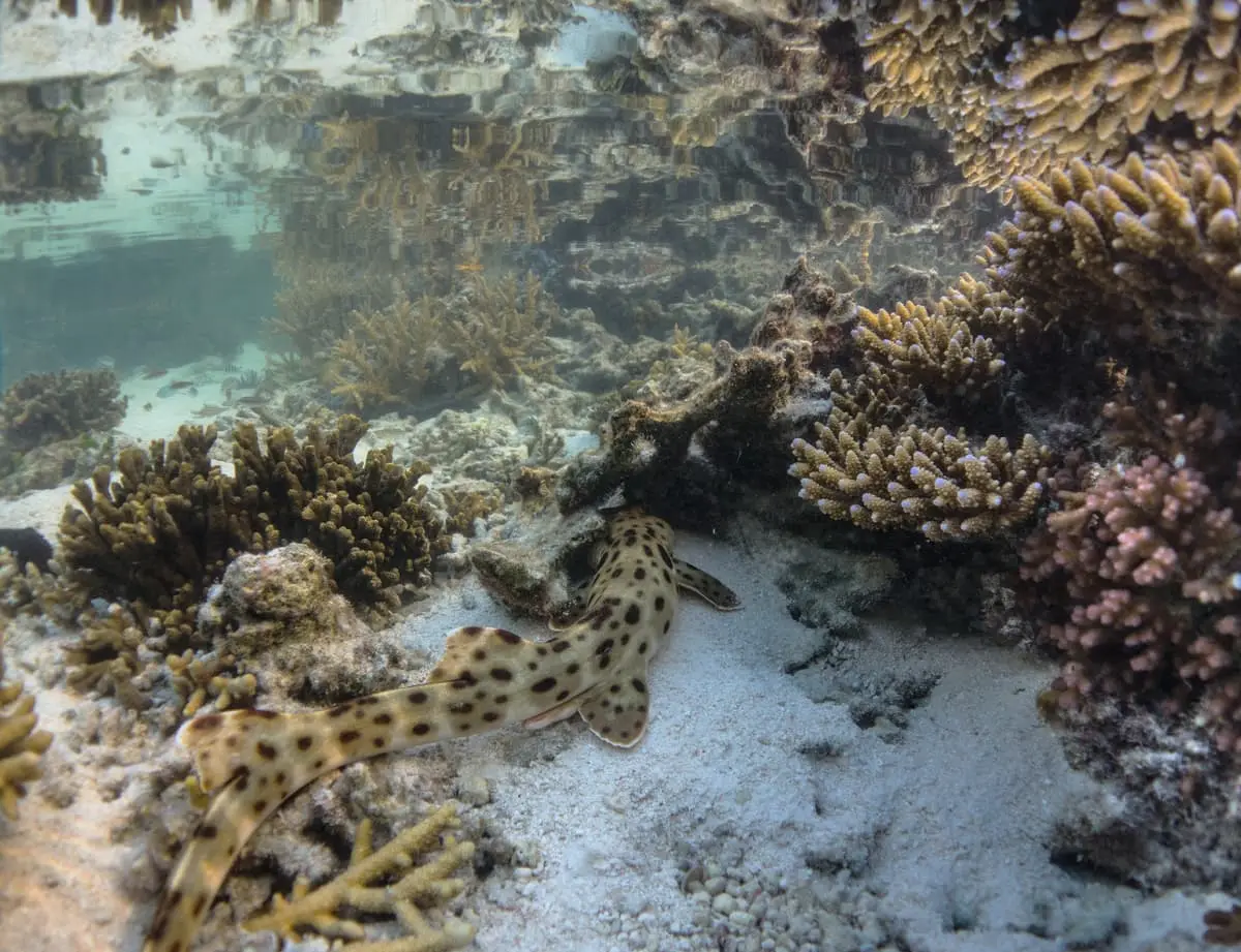 An epaulette shark resting on sand between branching Acropora coral on a reef flat, the surface visible just above it, with the dark spot behind its pectoral fin showing.