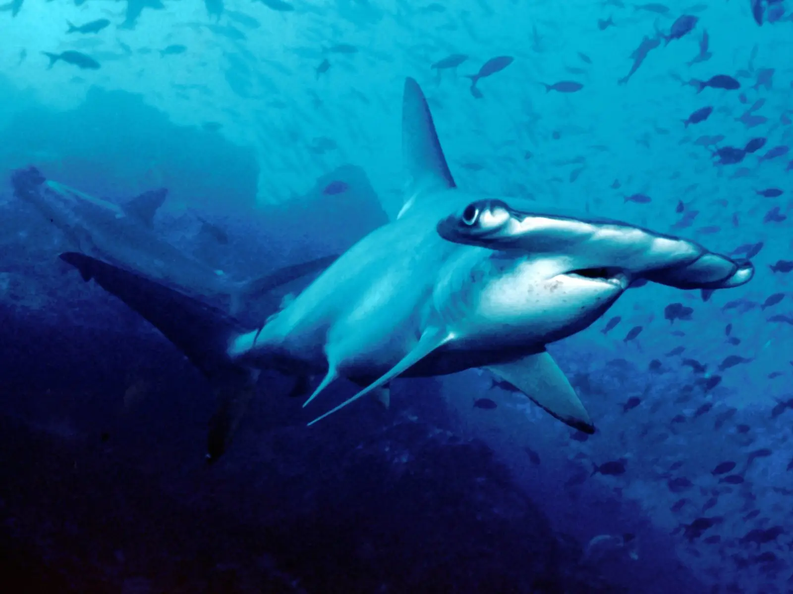 A hammerhead shark passing close to the camera, the flattened, hammer-shaped head that names the family clearly visible.