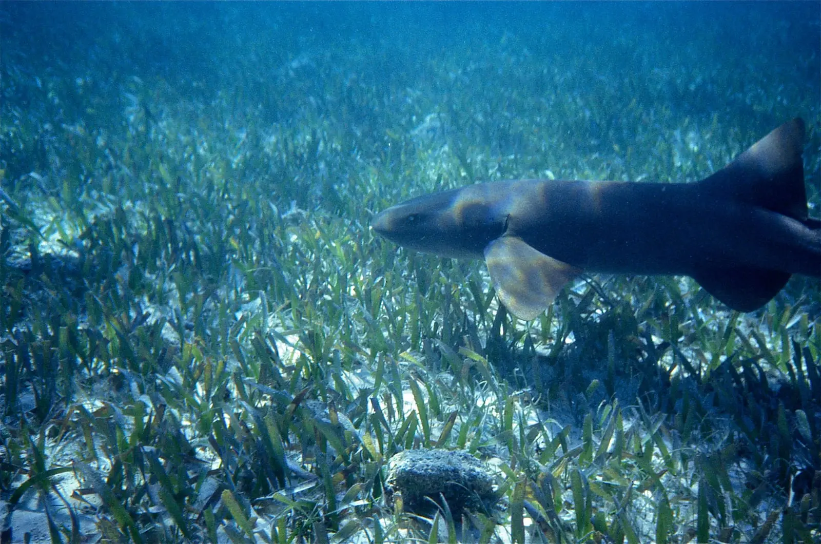 A nurse shark cruising over a seagrass bed, showing its broad flat head, small eye and the long upper lobe of its tail.