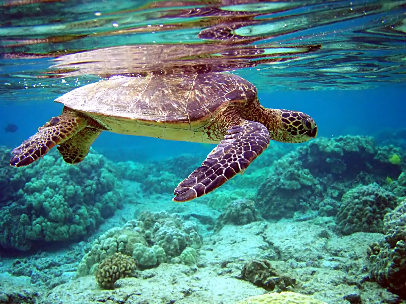 A green sea turtle swimming over Hawaiian reef, mirrored in the underside of the water surface above it.