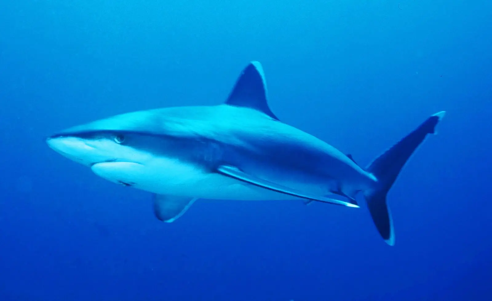 A silvertip shark in blue water, the broad bright white margins on its dorsal, pectoral and tail fins clearly visible.