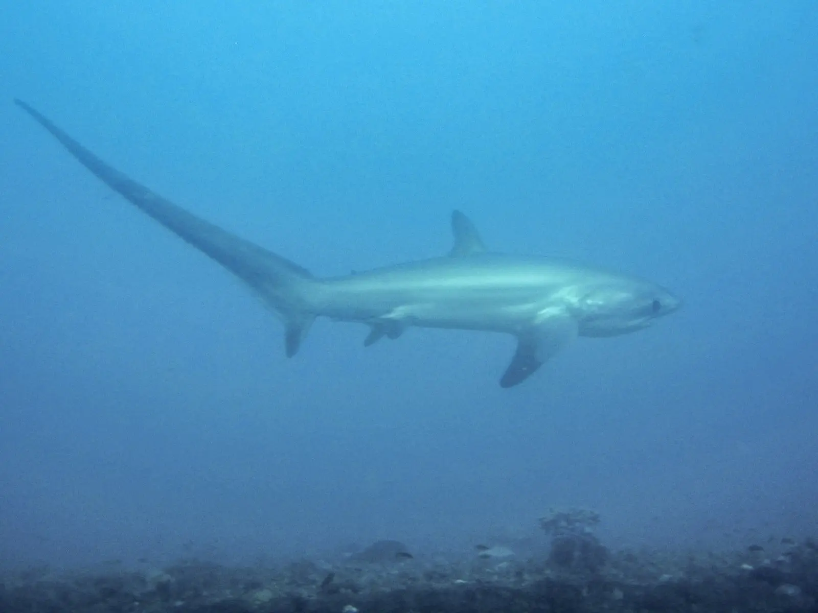 A pelagic thresher shark over the reef at Monad Shoal, its upper tail lobe as long as the rest of its body.